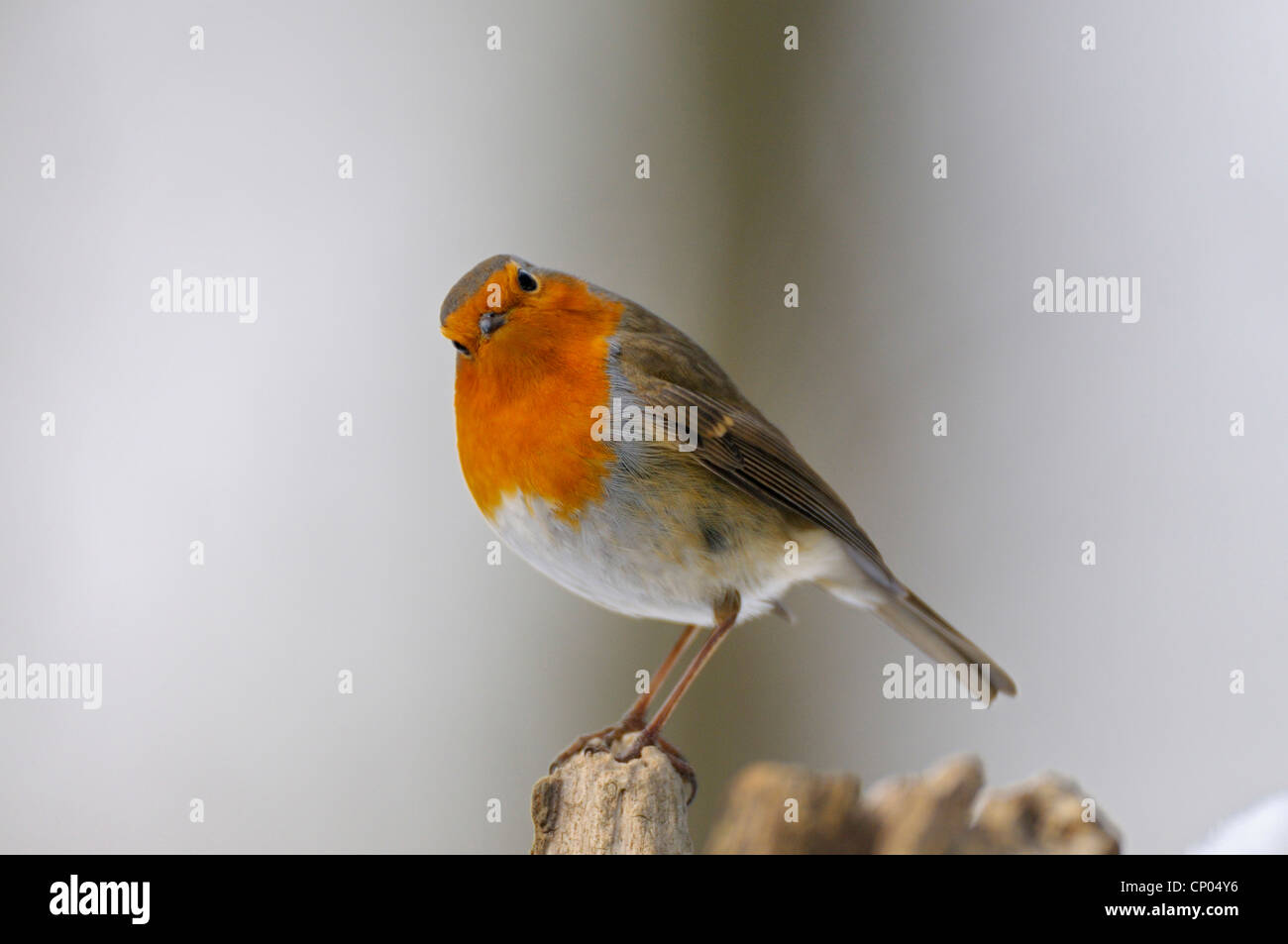 Rotkehlchen (Erithacus Rubecula), sitzt auf einem Baum Haken verbeugte sich den Kopf, Deutschland, Nordrhein-Westfalen, Ruhrgebiet Stockfoto