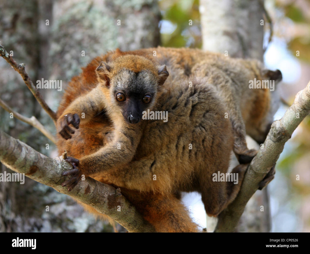 Rot-fronted brauner Lemur, Eulemur Rufus, Lemuridae. Vakona Forest Lodge Reserve, Andasibe, Madagaskar, Afrika. Weibliche und Baby. Stockfoto