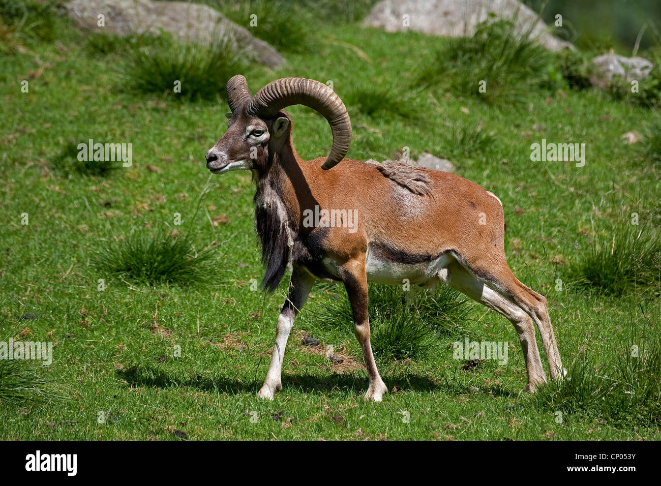 Mufflon (Ovis Musimon, Ovis Gmelini Musimon, Ovis Orientalis Musimon), Männlich Stockfoto