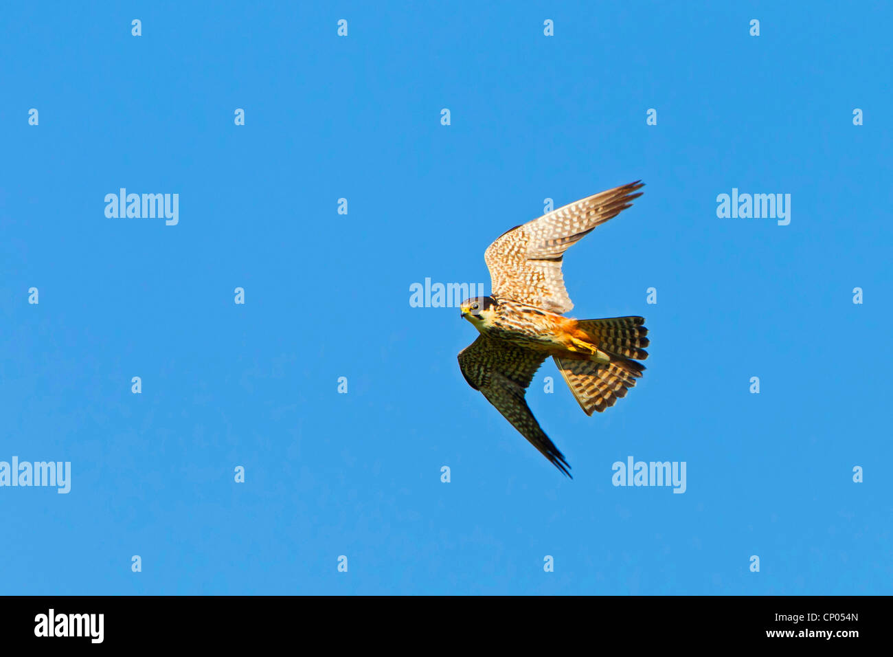 nördlichen Hobby (Falco Subbuteo), fliegen, Deutschland, Rheinland-Pfalz Stockfoto