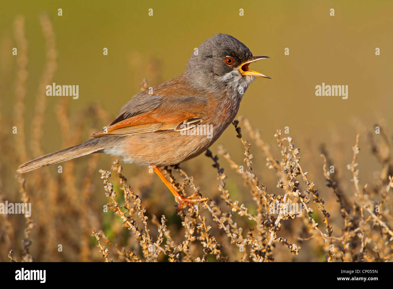 brillentragende Grasmücke (Sylvia Conspicillata), sitzen auf dem trockenen Busch singt, Kanarischen Inseln, Fuerteventura Stockfoto