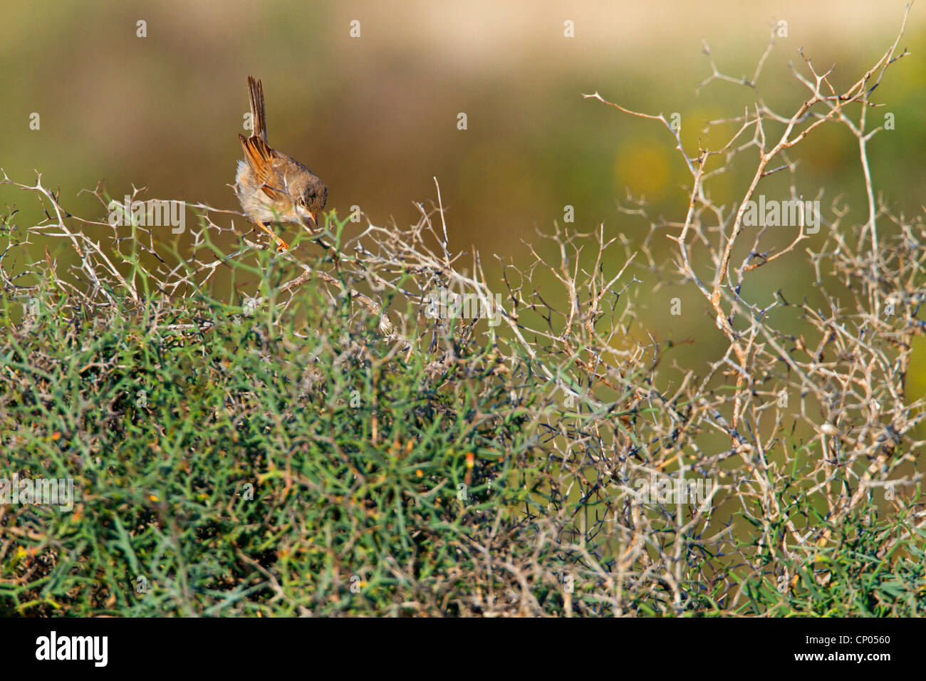 brillentragende Grasmücke (Sylvia Conspicillata), in einem Busch, Kanarischen Inseln, Fuerteventura Stockfoto