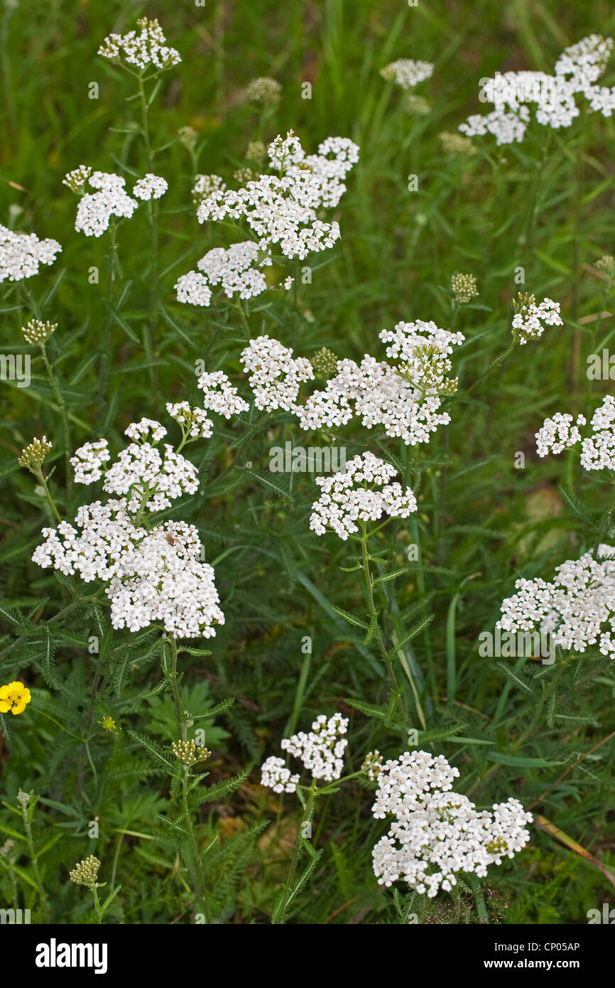 gemeinsamen Schafgarbe, Schafgarbe (Achillea Millefolium), blühen, Deutschland Stockfoto