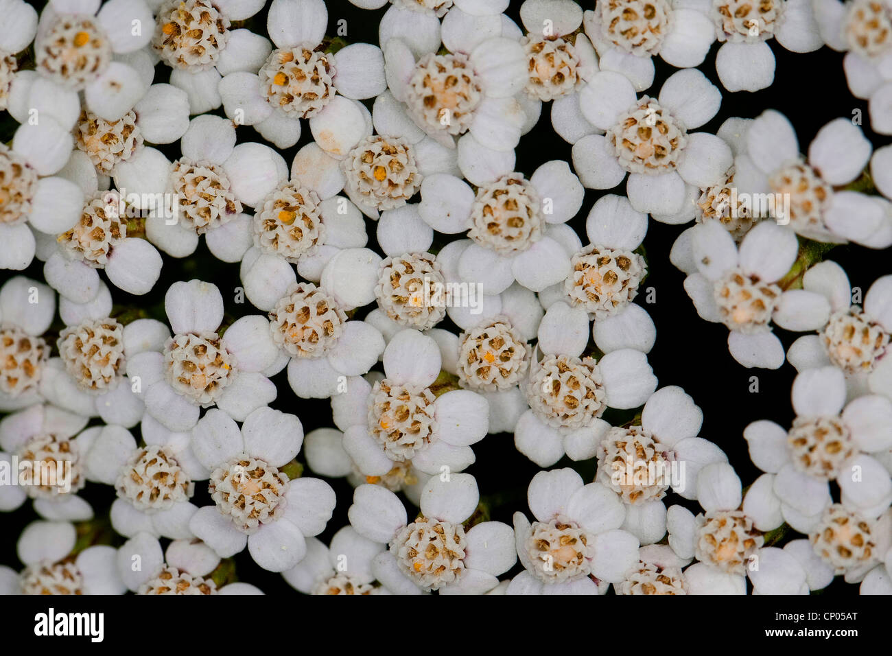 gemeinsamen Schafgarbe, Schafgarbe (Achillea Millefolium), Blütenköpfe, Deutschland Stockfoto