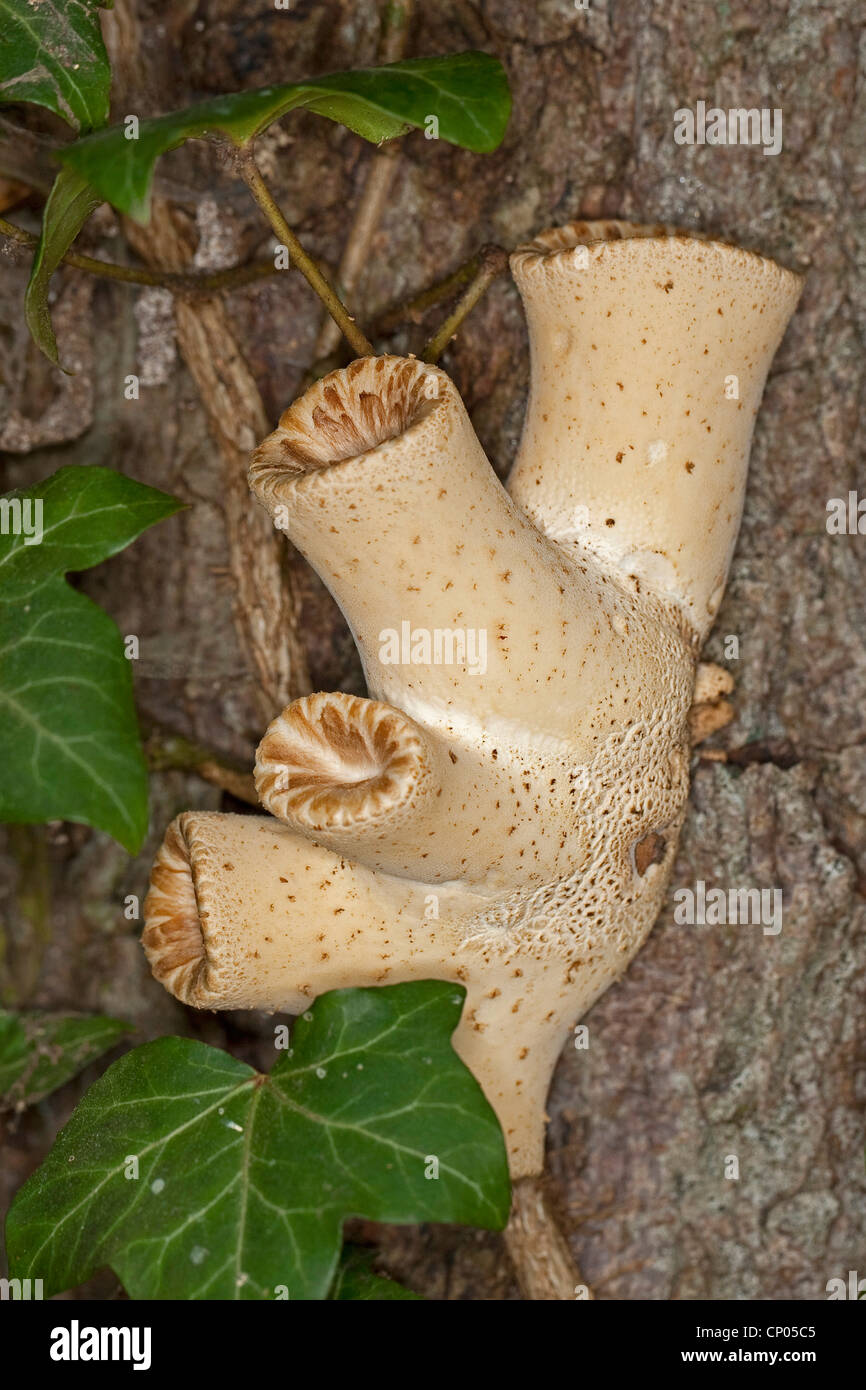 Dryade Sattel, Fasan des hinteren Pilz (Polyporus an), junge Menschen auf einen sterbenden Kastanie, Deutschland Stockfoto