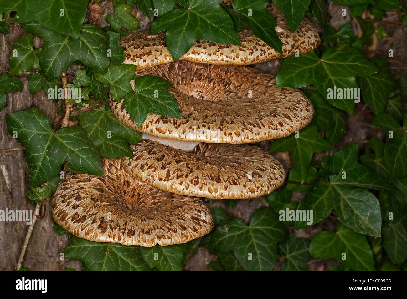 Dryade Sattel, Fasan des hinteren Pilz (Polyporus an), auf einen sterbenden Kastanie, Deutschland Stockfoto