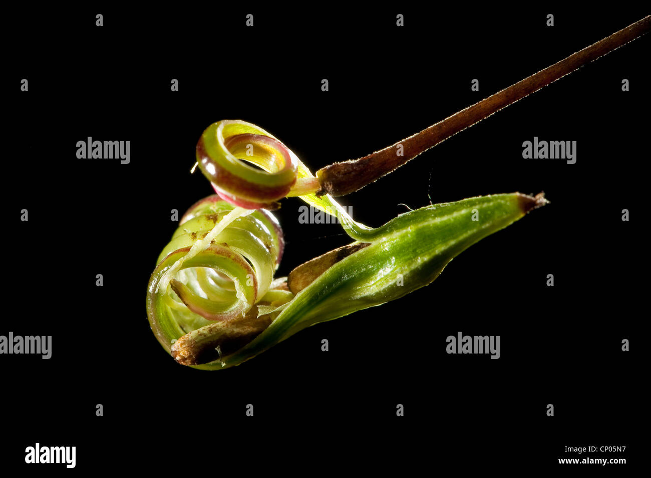 kleines Springkraut (Impatiens Parviflora), Obst mit Katapult Mechanismus, Deutschland Stockfoto