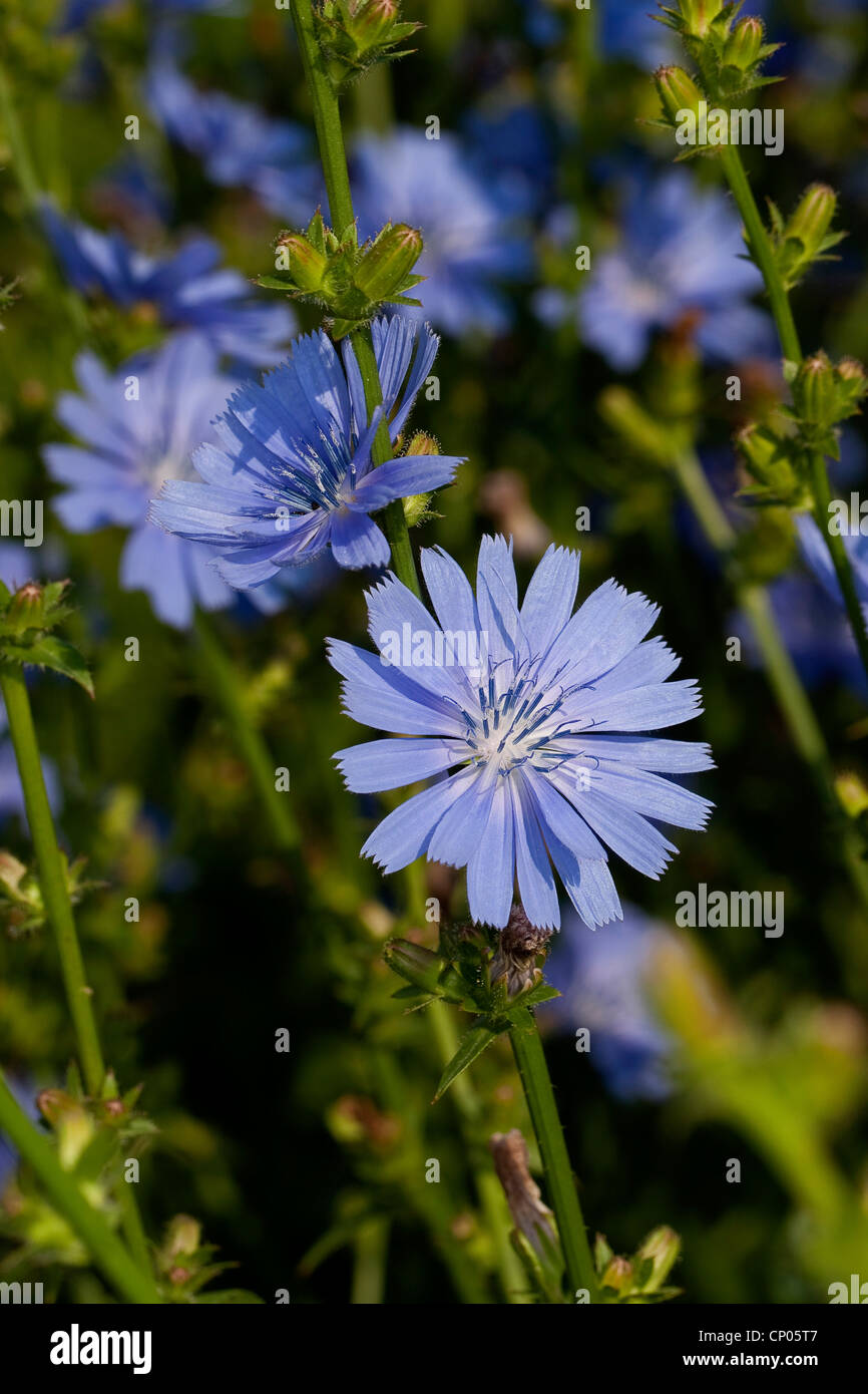 blauen Matrosen, gemeinsame Chicorée, wilde Zichorie (Cichorium Intybus), blühen, Deutschland Stockfoto