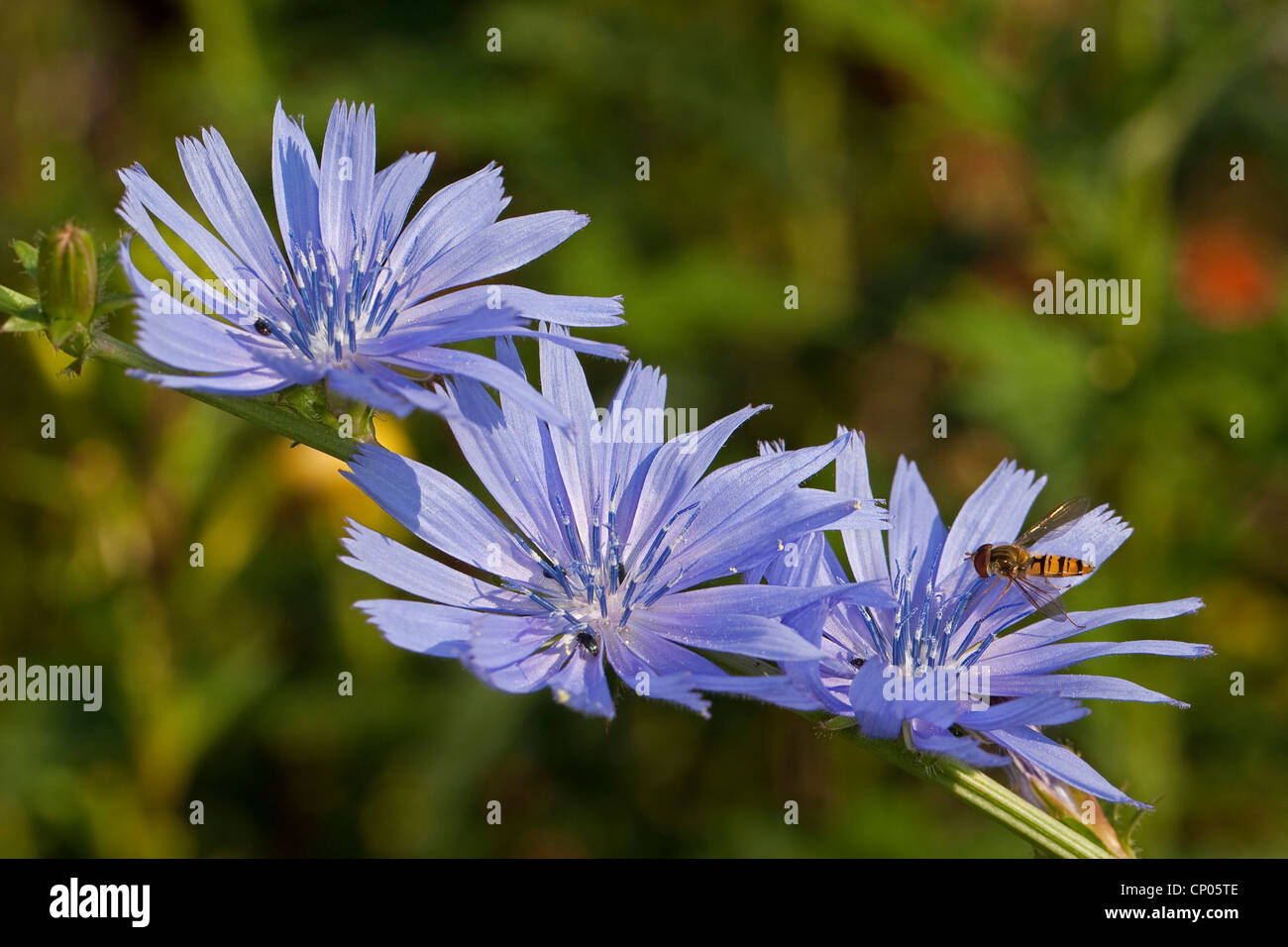 blauen Matrosen, gemeinsame Chicorée, wilde Zichorie (Cichorium Intybus), blühen, Deutschland Stockfoto