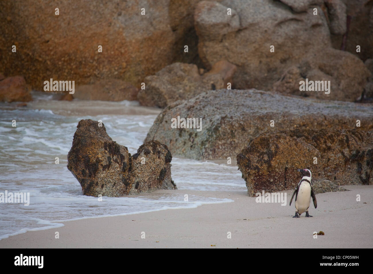 Jackass Penguin, afrikanische Pinguin, Black-footed Pinguin (Spheniscus Demersus), am Strand, Simons Town, Boulders Beach, Western Cape, Südafrika Stockfoto