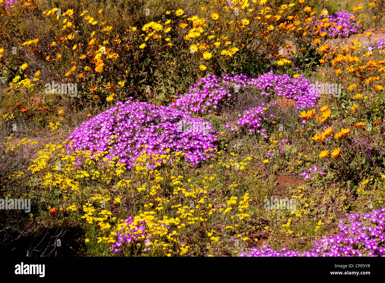 blühende Wüste, Blumenteppich in Namaqualand, Südafrika, Springbok Stockfoto