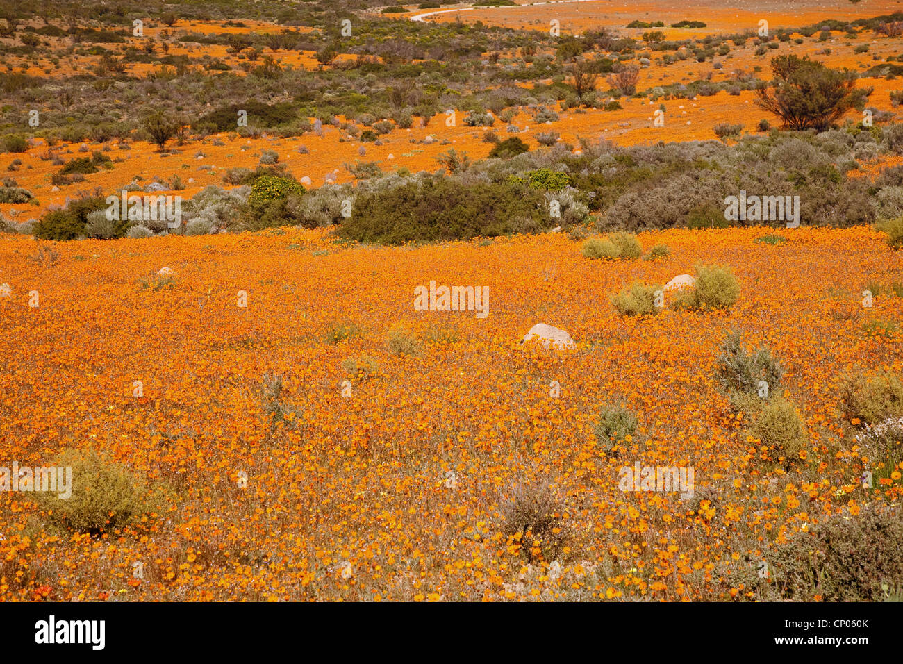 Orange Blumenteppich in Northern Cape, Namaqua Nationalparks, Kamieskroon, Skilpad, Südafrika Stockfoto