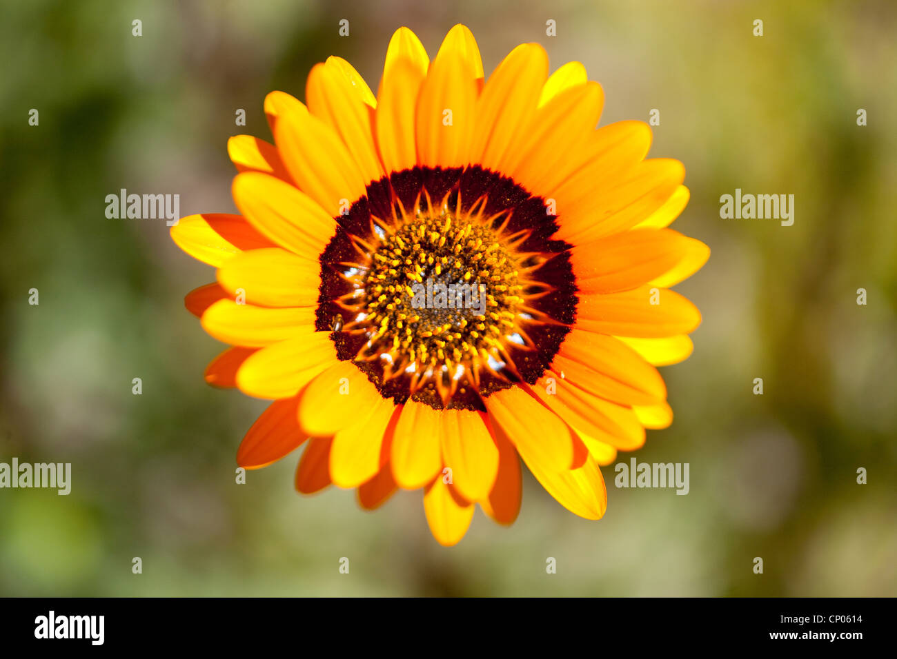 Namaqualand Gousblom (Arctotis Fastuosa), Blütenstand, Kamieskroon, Namaqua-Nationalpark, Northern Cape, Südafrika Stockfoto