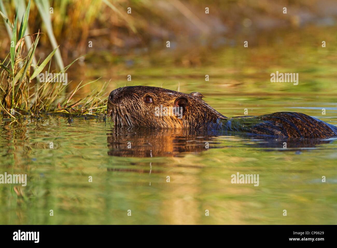 Nutrias, Nutria (Biber brummeln), Schwimmen, Deutschland, Rheinland-Pfalz Stockfoto