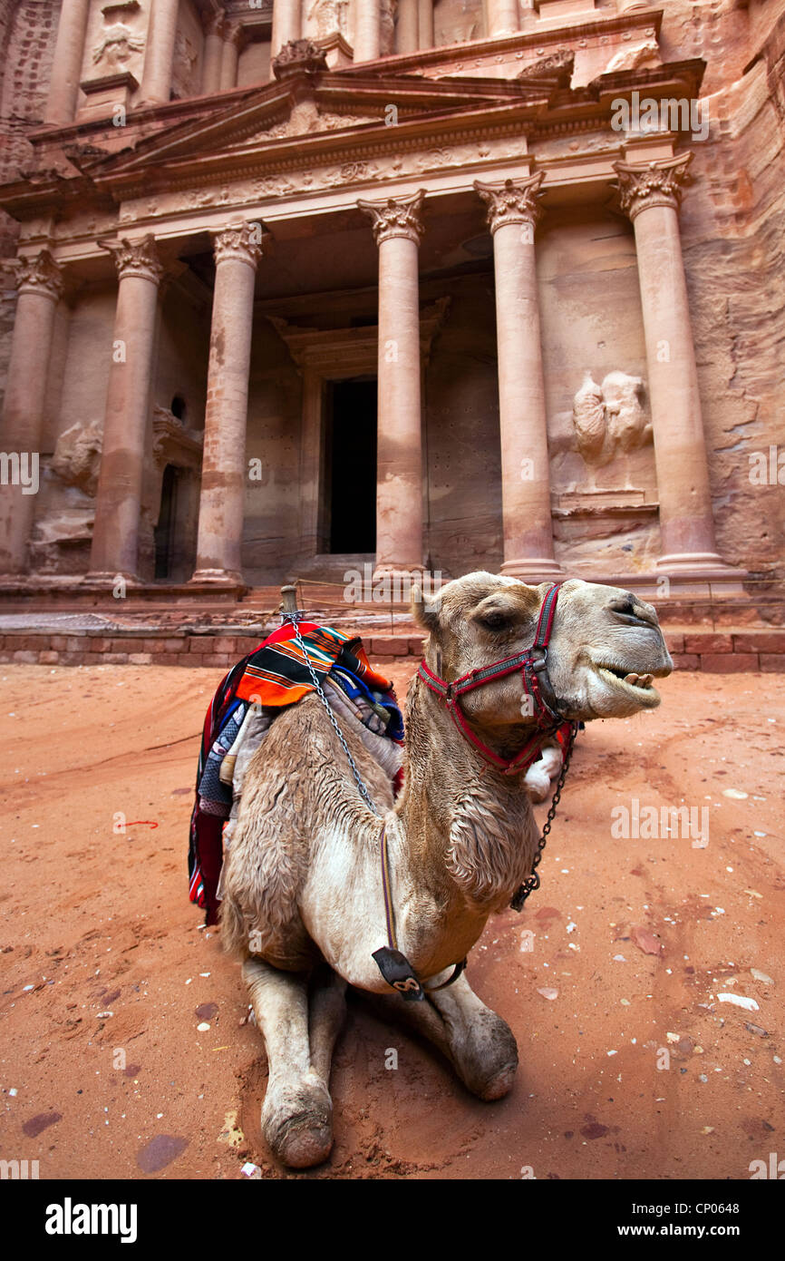 Kamel ruht das Schatzhaus (Al-Khazneh), Petra, Jordanien, Westasien Stockfoto