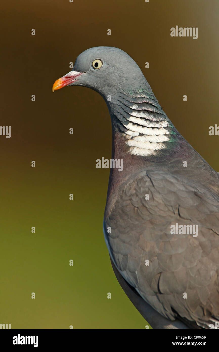 Ringeltaube (Columba Palumbus), Porträt, Deutschland, Rheinland-Pfalz Stockfoto