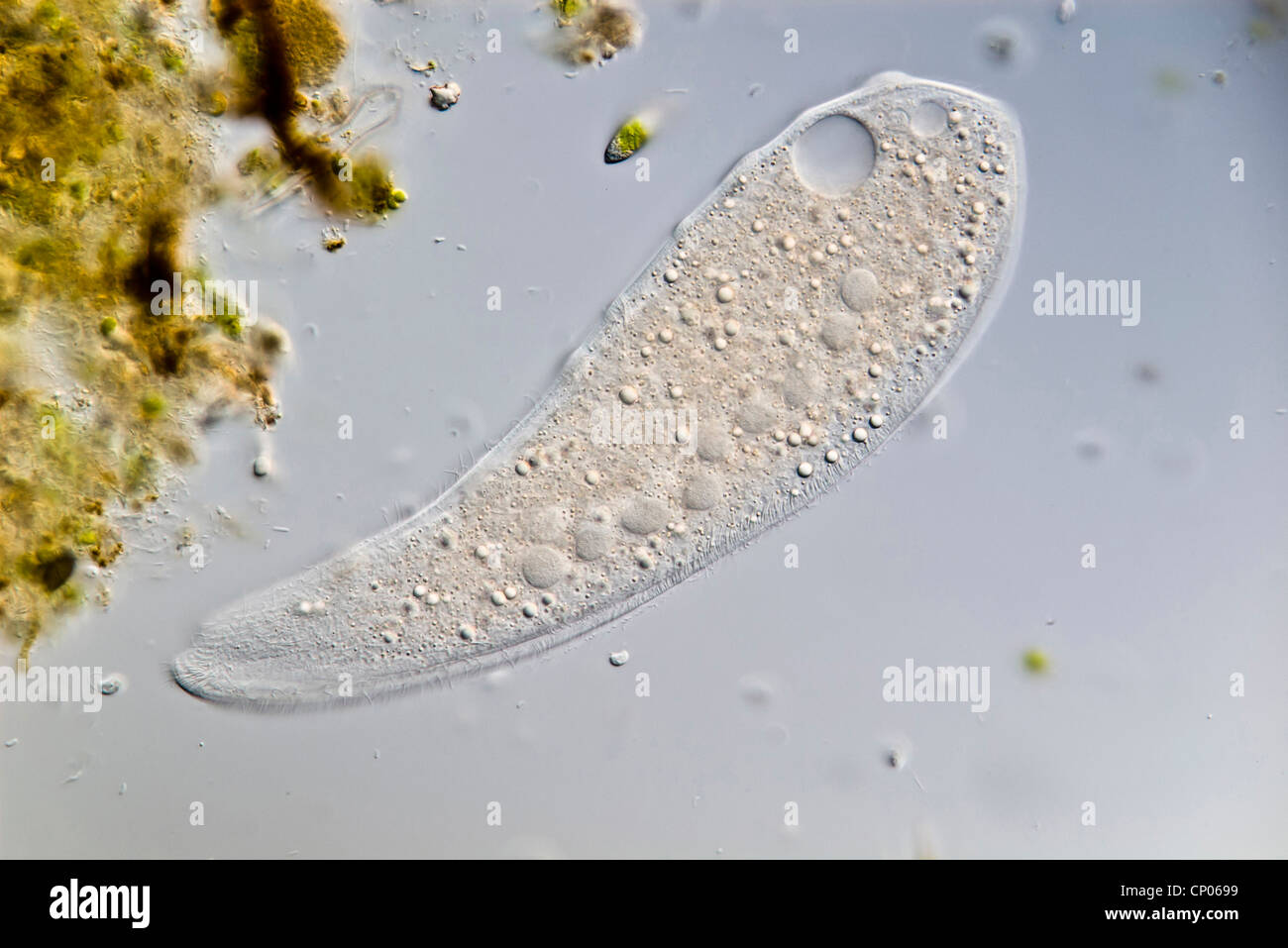 Loxophyllum Meleagris (Loxophyllum Meleagris), Ciliate, Deutschland