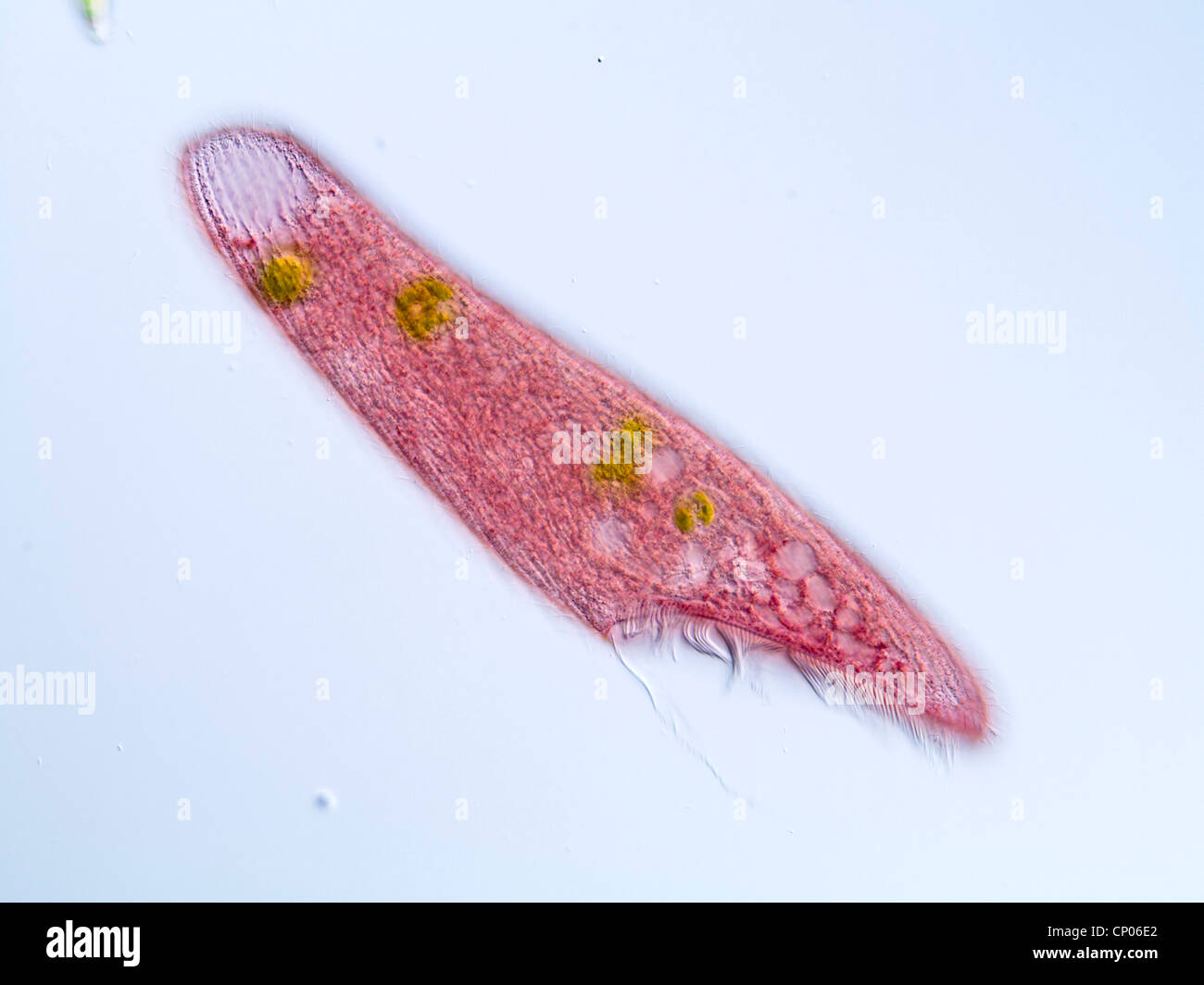 Blepharisma Americana (Blepharisma Americana), rosa Ciliate ernähren sich von Algen, Deutschland Stockfoto