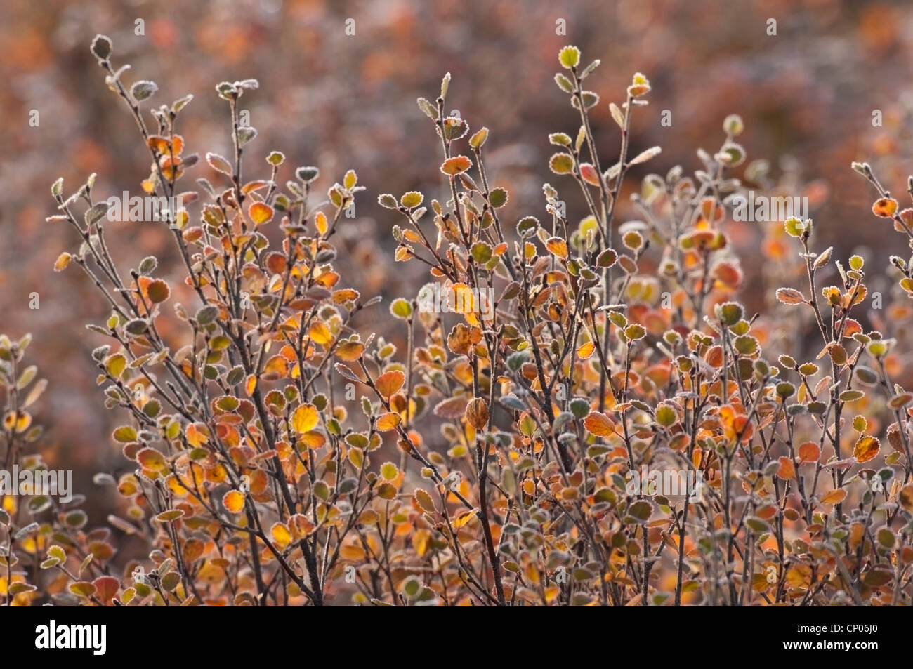 Zwerg-Birke ist einer der vielen Pflanzen, die die subarktischen Tundra Denali Nationalpark in Alaska zu bevölkern. Stockfoto