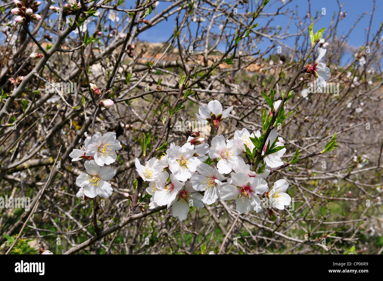 süße Mandel (Prunus Amygdalus var. Dulcis, Prunus Dulcis var. Dulcis), blühende Mandelbäume Branch, Zypern Stockfoto