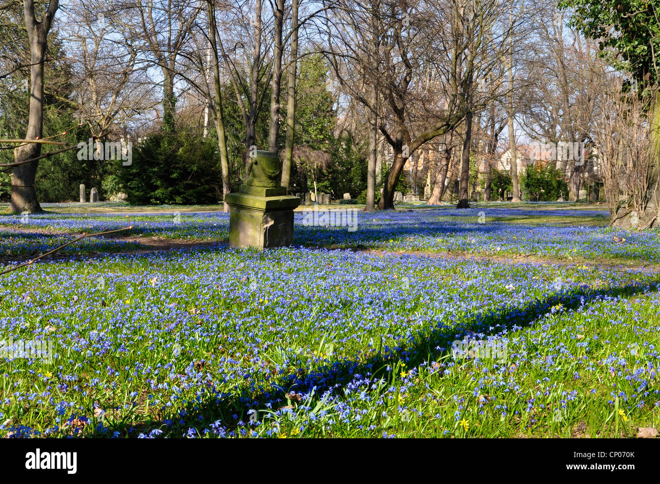 Massen von scillas in einem park rasen Fotos und Bildmaterial in