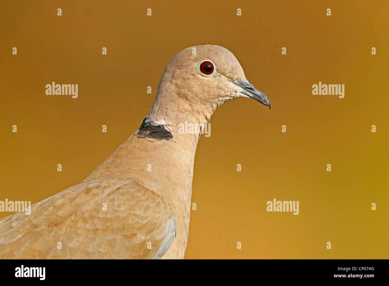 Collared Dove (Streptopelia Decaocto), Porträt, Deutschland, Rheinland-Pfalz Stockfoto