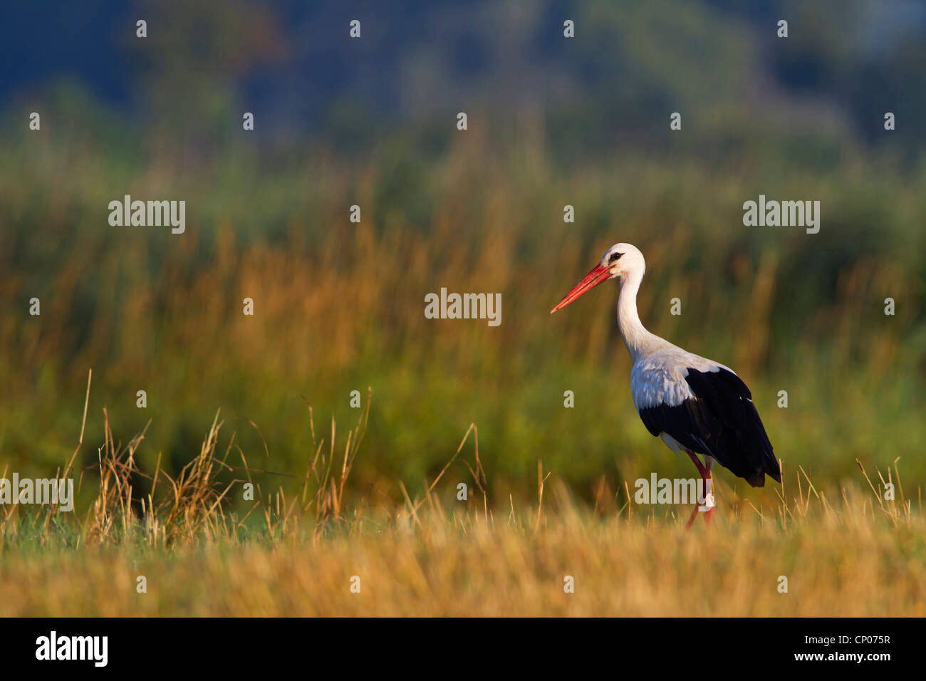 Weißstorch (Ciconia Ciconia), stehend auf einer Wiese, Deutschland, Rheinland-Pfalz Stockfoto