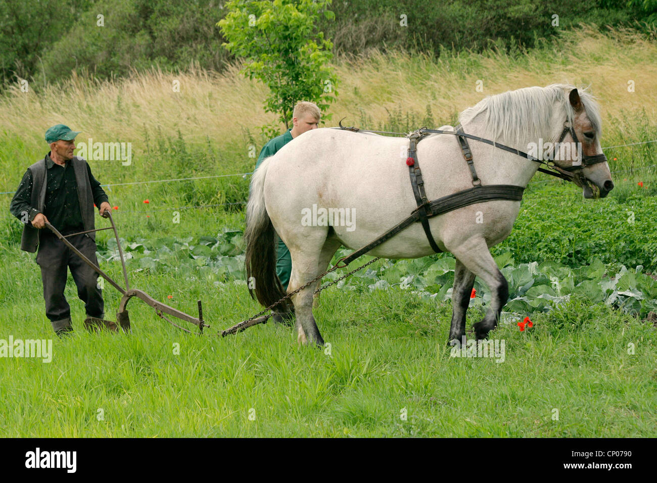 polnische Bauern drehen um ein Pferd zu Furchen, Polen, Westpommern, Siekierki schneiden Stockfoto