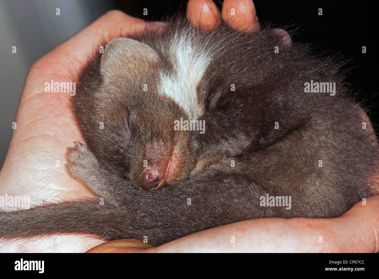 Europäischen Baummarder (Martes Martes), verwaist juvenile schlafen in Händen von einem Halter Stockfoto