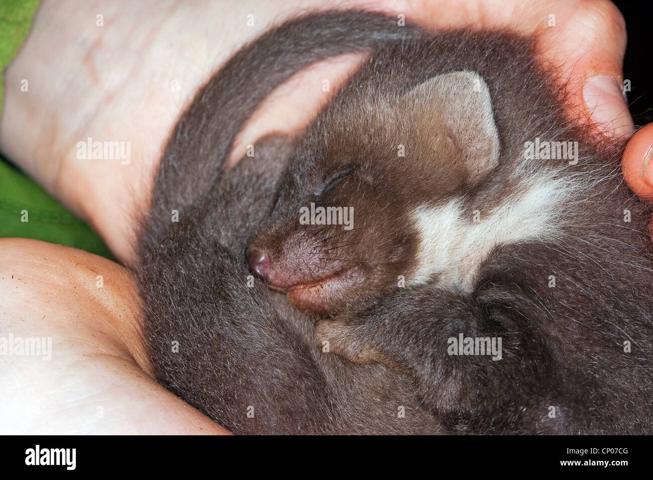 Europäischen Baummarder (Martes Martes), verwaist juvenile schlafen in Händen von einem Halter Stockfoto