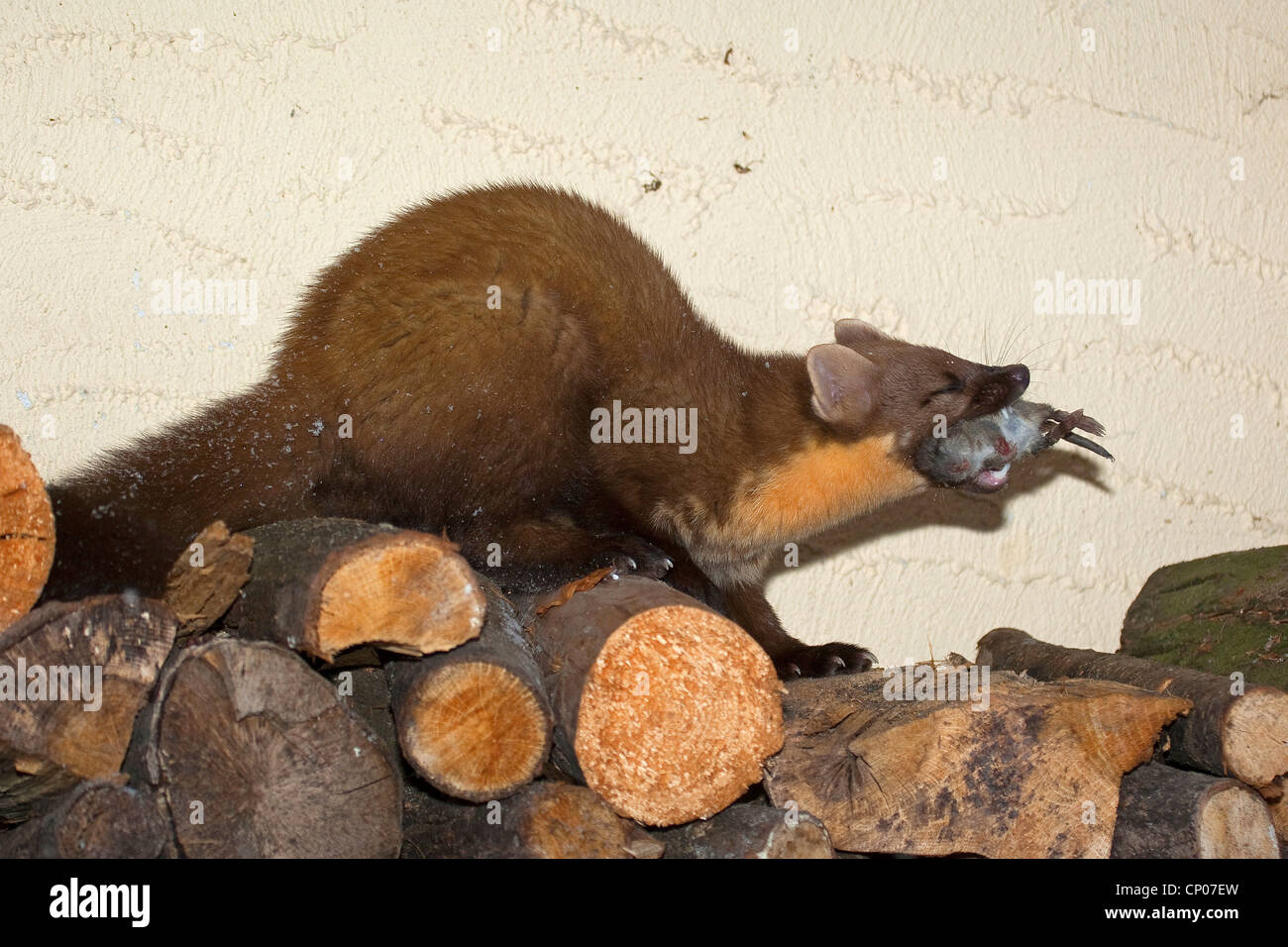 Europäischen Baummarder (Martes Martes), mit Gefangenen Maus auf Holzstapel, Deutschland Stockfoto