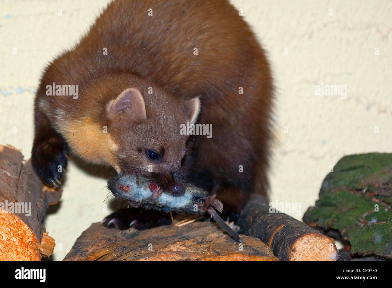 Europäischen Baummarder (Martes Martes), auf Holzstapel mit Gefangenen Maus, Deutschland Stockfoto