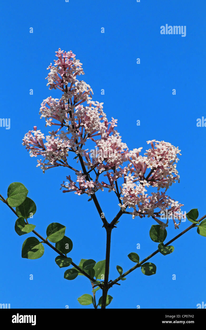 Koreanische Flieder (Syringa Meyeri), Blütenstand gegen blauen Himmel Stockfoto
