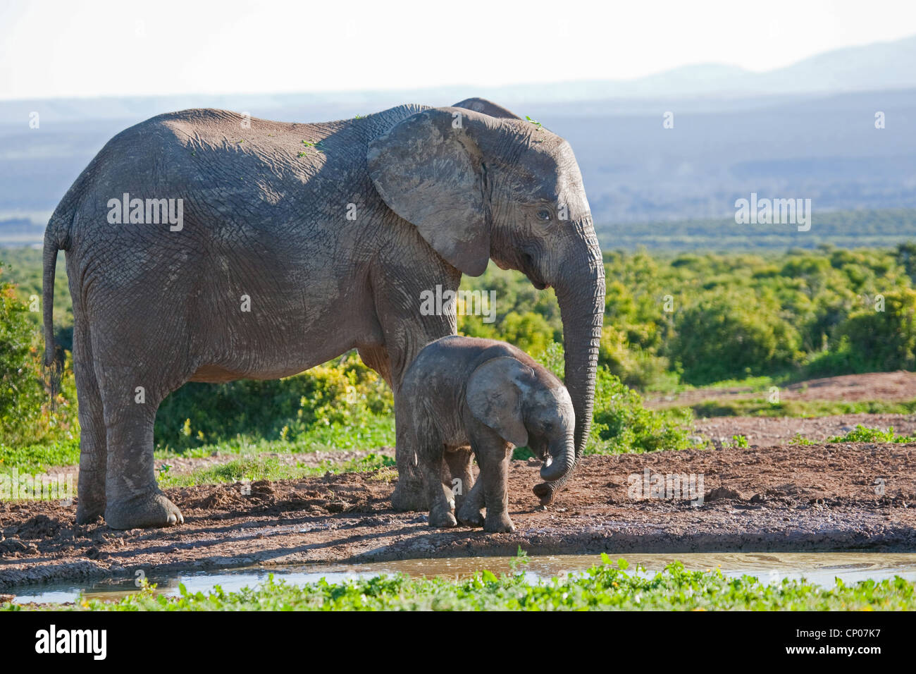 Afrikanischer Elefant (Loxodonta Africana), Kuh Elefanten mit Kalb am Wasserloch, Süd Afrika, Eastern Cape, Addo Elephant National Park Stockfoto