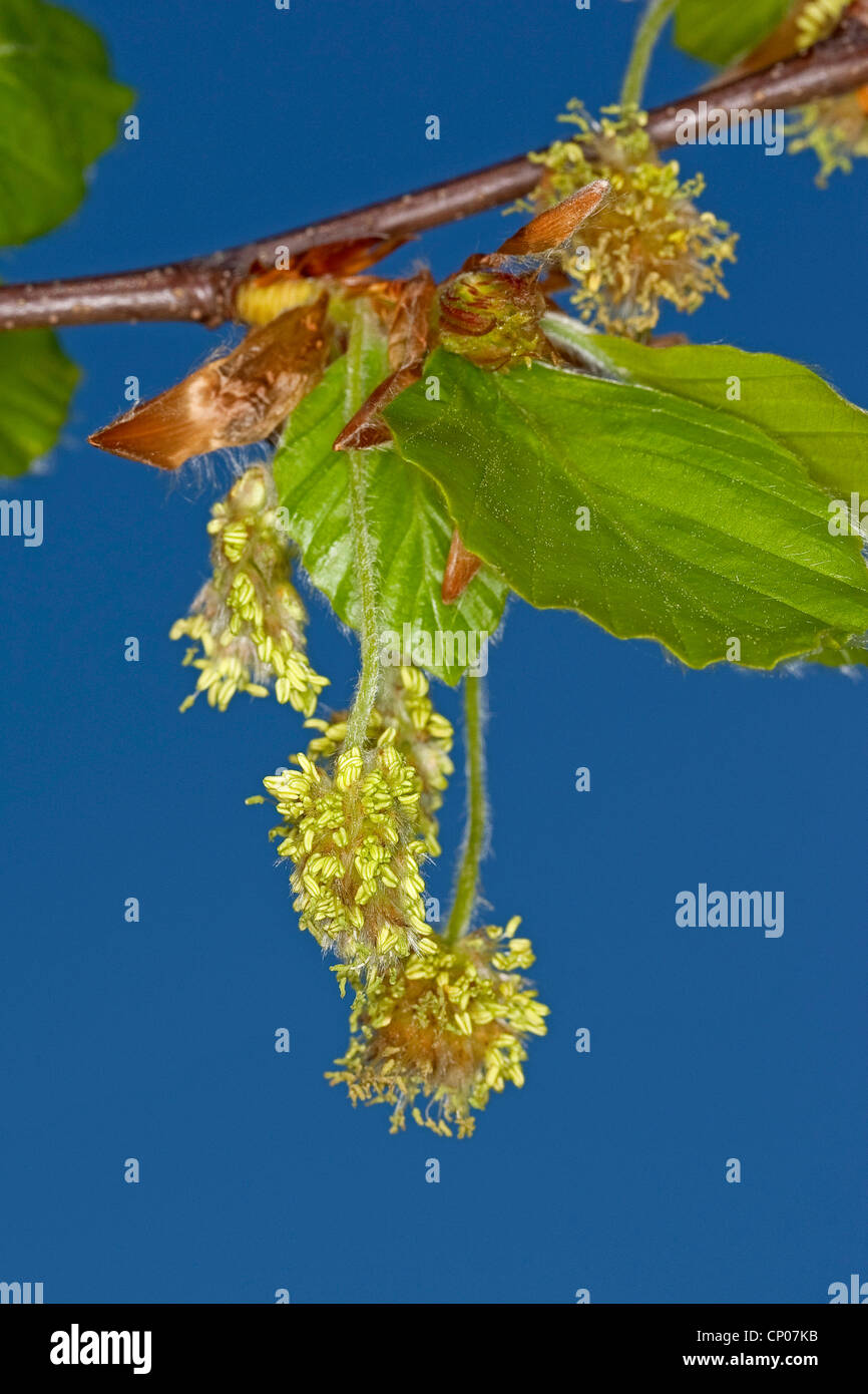 Rotbuche (Fagus Sylvatica), männliche Blüten, Deutschland Stockfoto