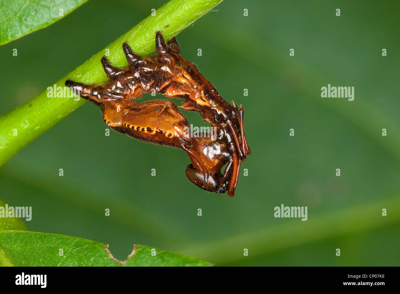 Hummer-Motte (Stauropus Fagi), junge Raupe in Verteidigung Haltung, Deutschland Stockfoto