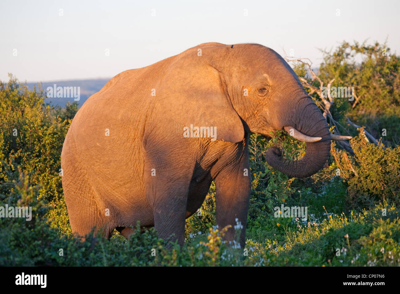 Afrikanischer Elefant (Loxodonta Africana), am Abend Licht, Südafrika, Eastern Cape, Addo Elephant National Park Stockfoto