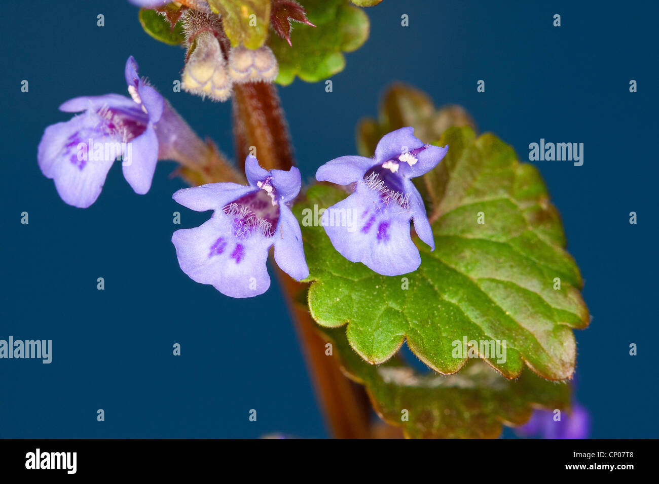 Gill-Over-the-Boden, Boden Ivy (Glechoma Hederacea), Blumen, Deutschland Stockfoto