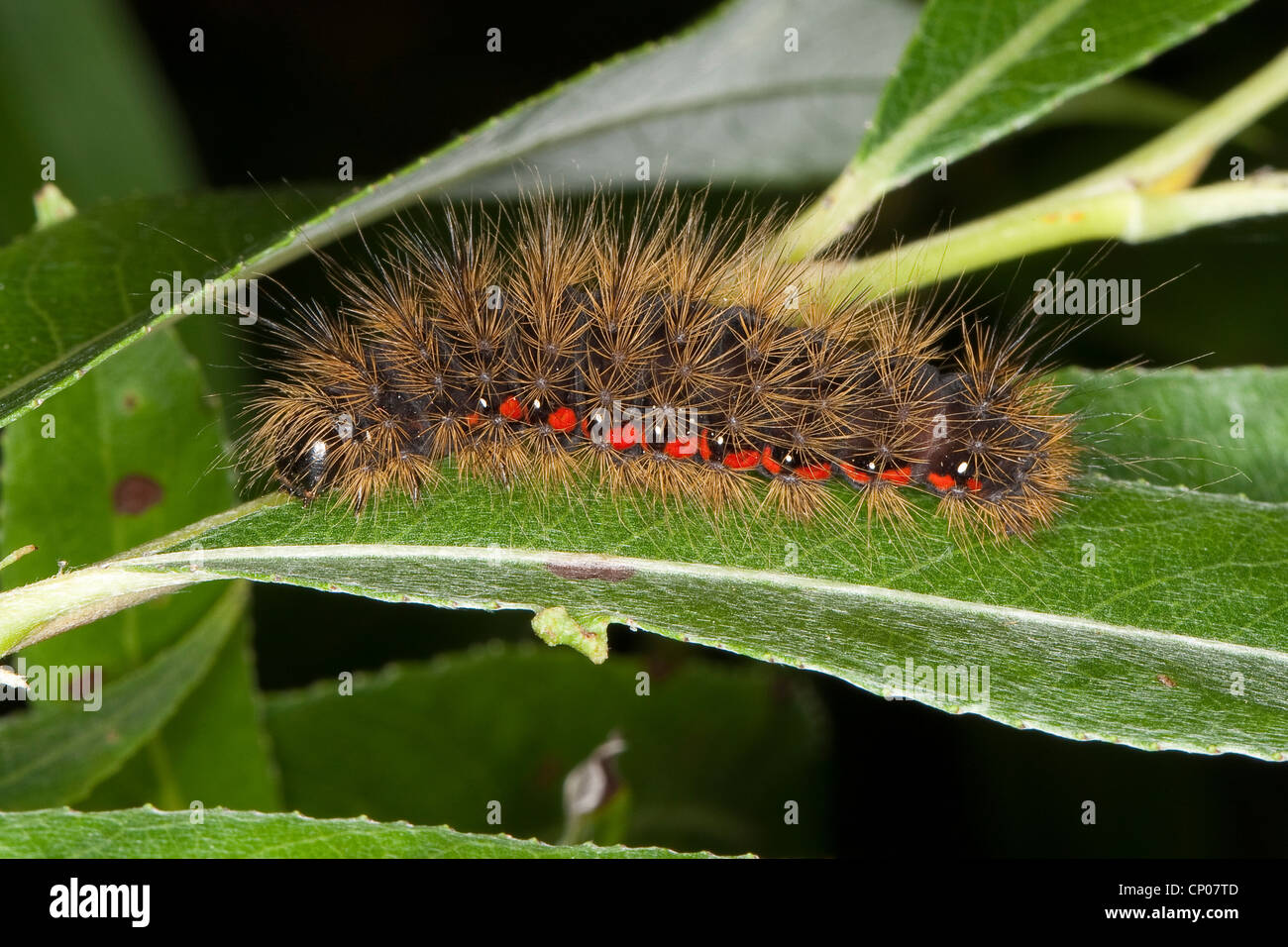 Knot Grass (Acronicta Menyanthidis), leichte Caterpiller Fütterung auf eine Weidenblatt, Deutschland Stockfoto