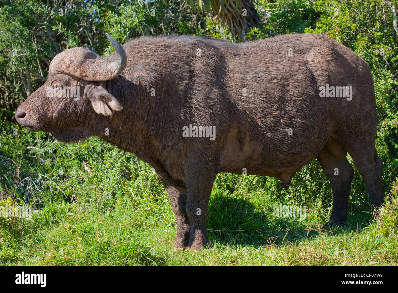 Afrikanischer Büffel (Syncerus Caffer), side View, Südafrika, Eastern Cape, Addo Elephant National Park Stockfoto