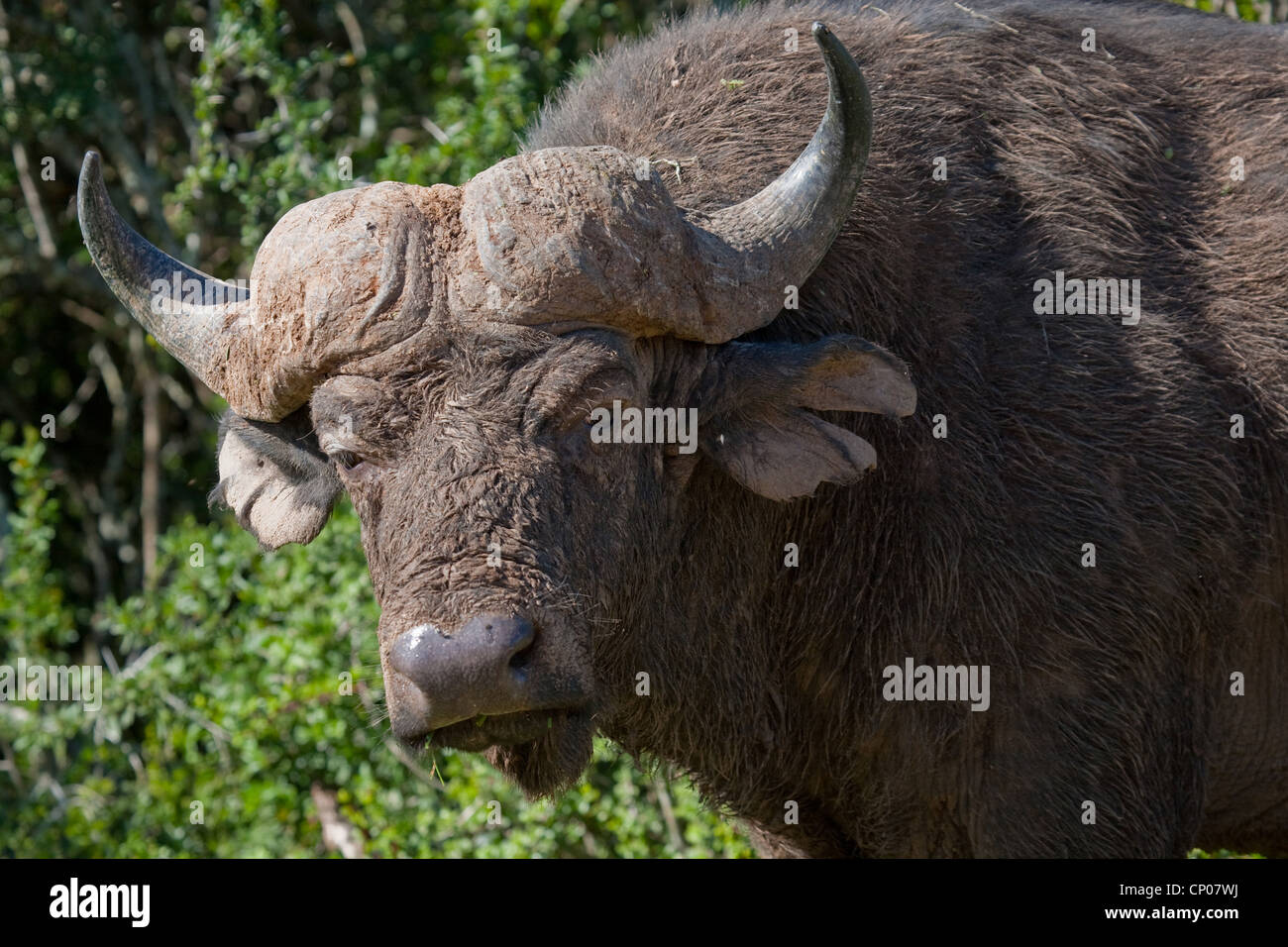 Afrikanischer Büffel (Syncerus Caffer), Porträt, Südafrika, Eastern Cape, Addo Elephant National Park Stockfoto