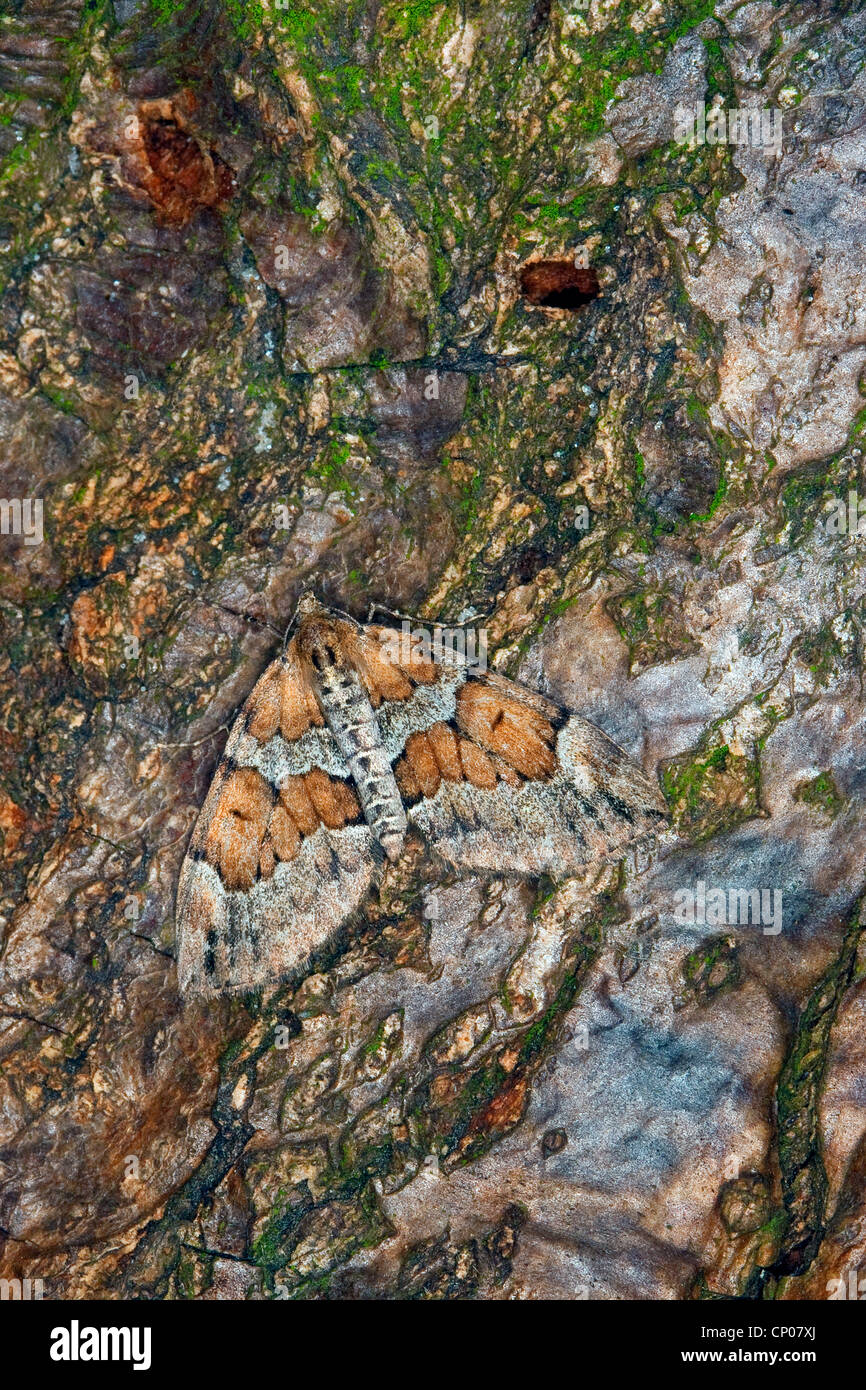 Grey Pine Teppich (Thera Obeliscata, Cidaria Obeliscata), sitzen auf Rinde, Deutschland Stockfoto