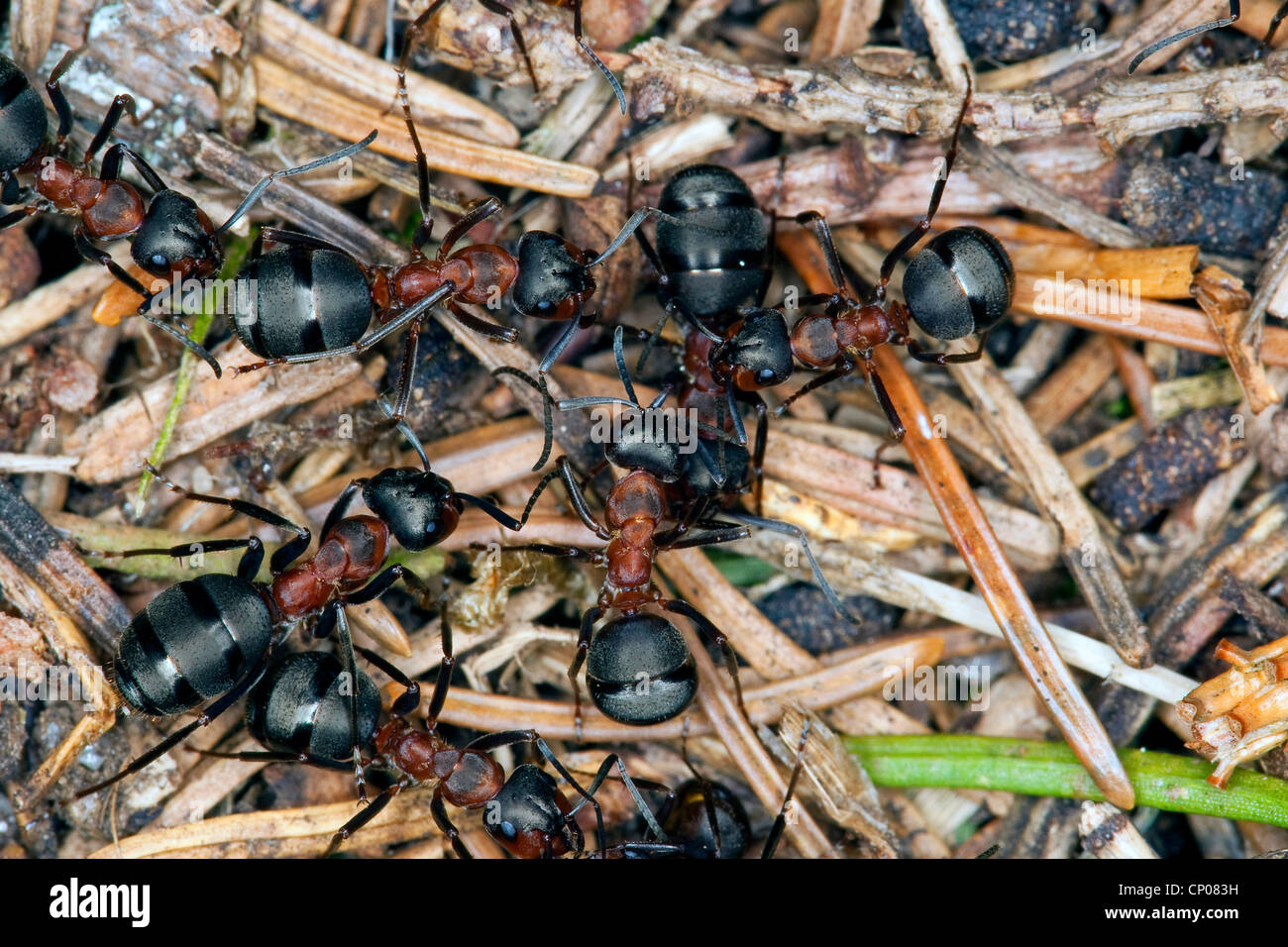 Waldameise (Formica Rufa), auf dem Boden, Deutschland Stockfoto