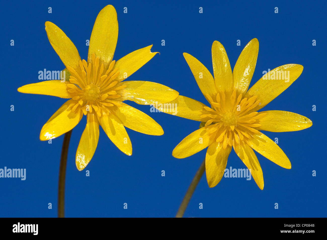 kleinen Schöllkraut, Fig-Wurzel Butter-Cup (Ranunculus Ficaria, Ficaria Verna), zwei Blumen auf blauem Hintergrund, Deutschland Stockfoto