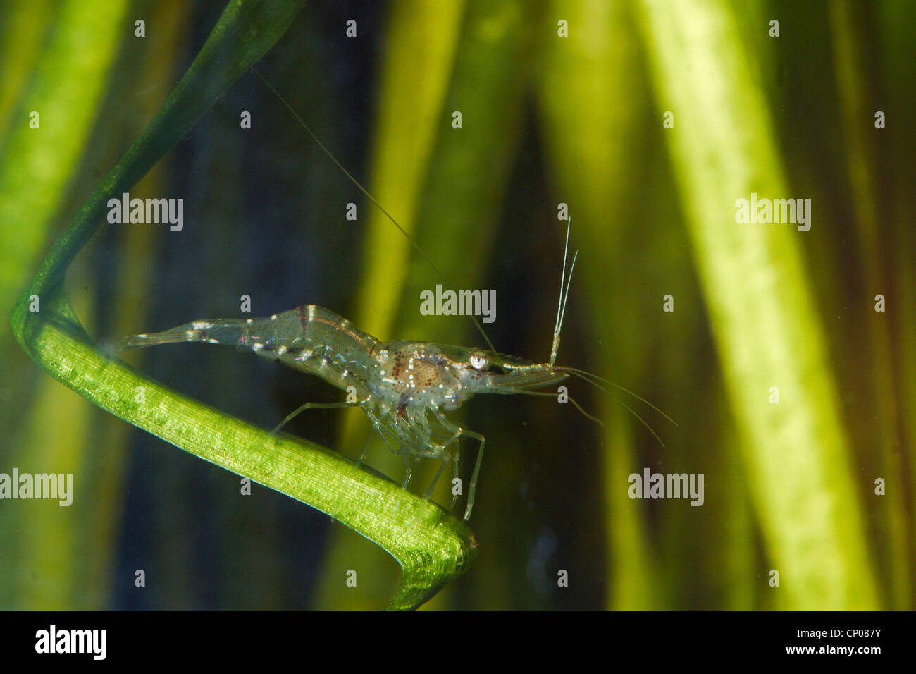 Süßwassersee-Garnelen, Grass Garnelen (Palaemonetes Antennarius), Deutschland Stockfoto