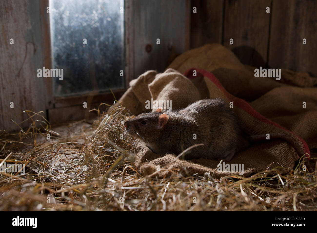 Braune Ratte, gemeinsame braune Ratte, Norwegen Ratte, gemeinsame Ratte (Rattus Norvegicus), suchen Nahrung im Stroh, Deutschland, Rheinland-Pfalz Stockfoto