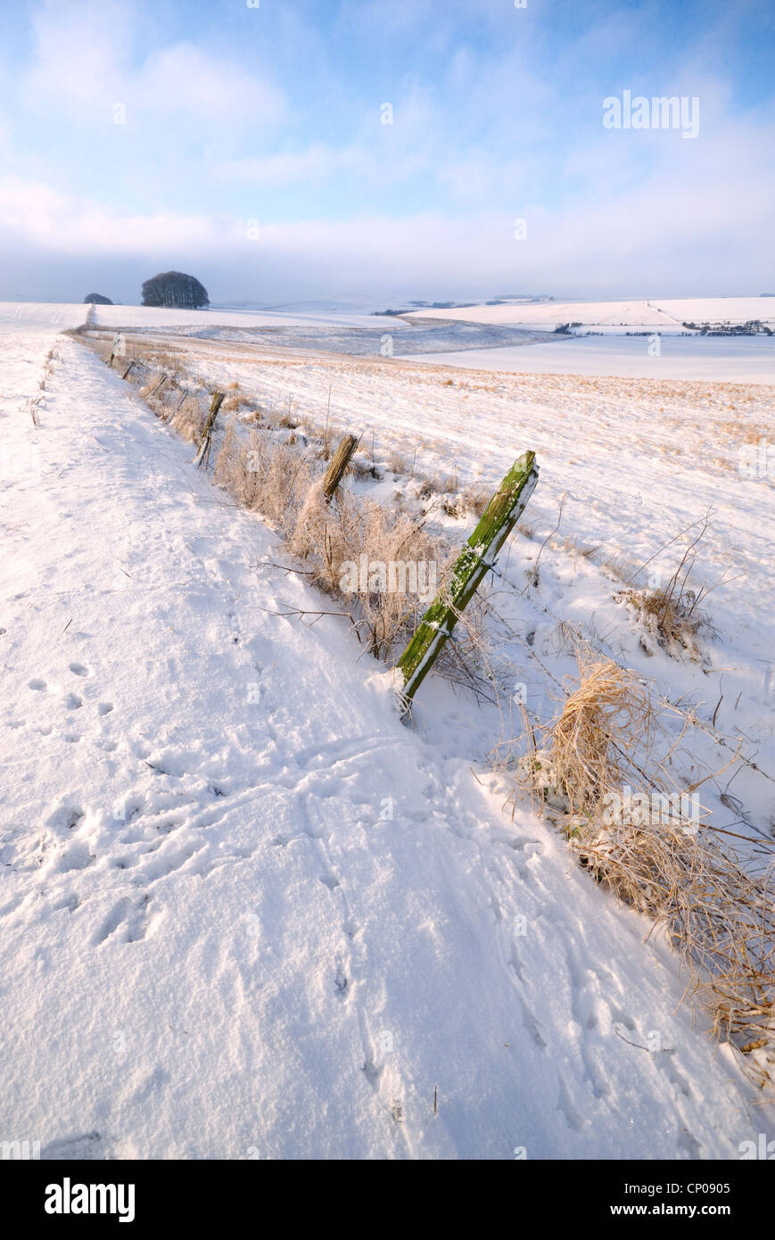 Winter-Morgen-Szene auf die Marlborough Downs mit windigen Neuschnee auf den Boden und tierische Spuren im Vordergrund Stockfoto