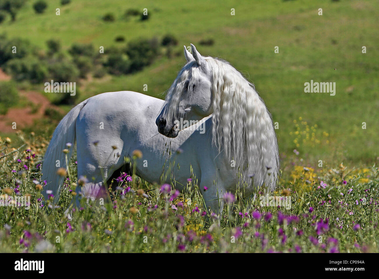 Arabisches Vollblut, Pure-bred arabische Pferd (Equus Przewalskii F. Caballus) Hengst auf einer Blumenwiese, Deutschland Stockfoto