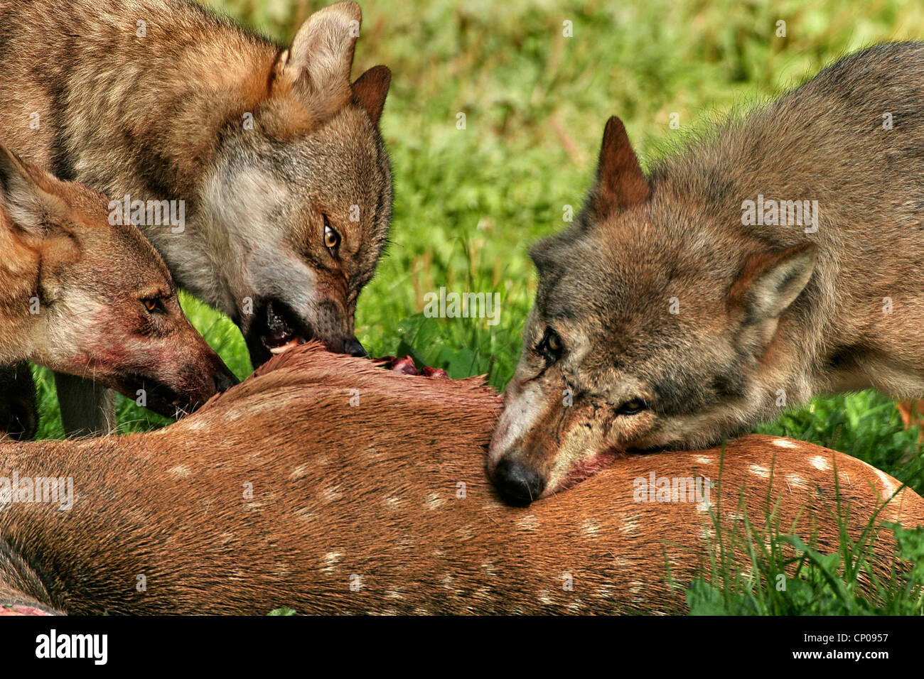 Europäische graue Wolf (Canis Lupus Lupus), drei Wölfe ernähren sich von Damwild, Deutschland Stockfoto