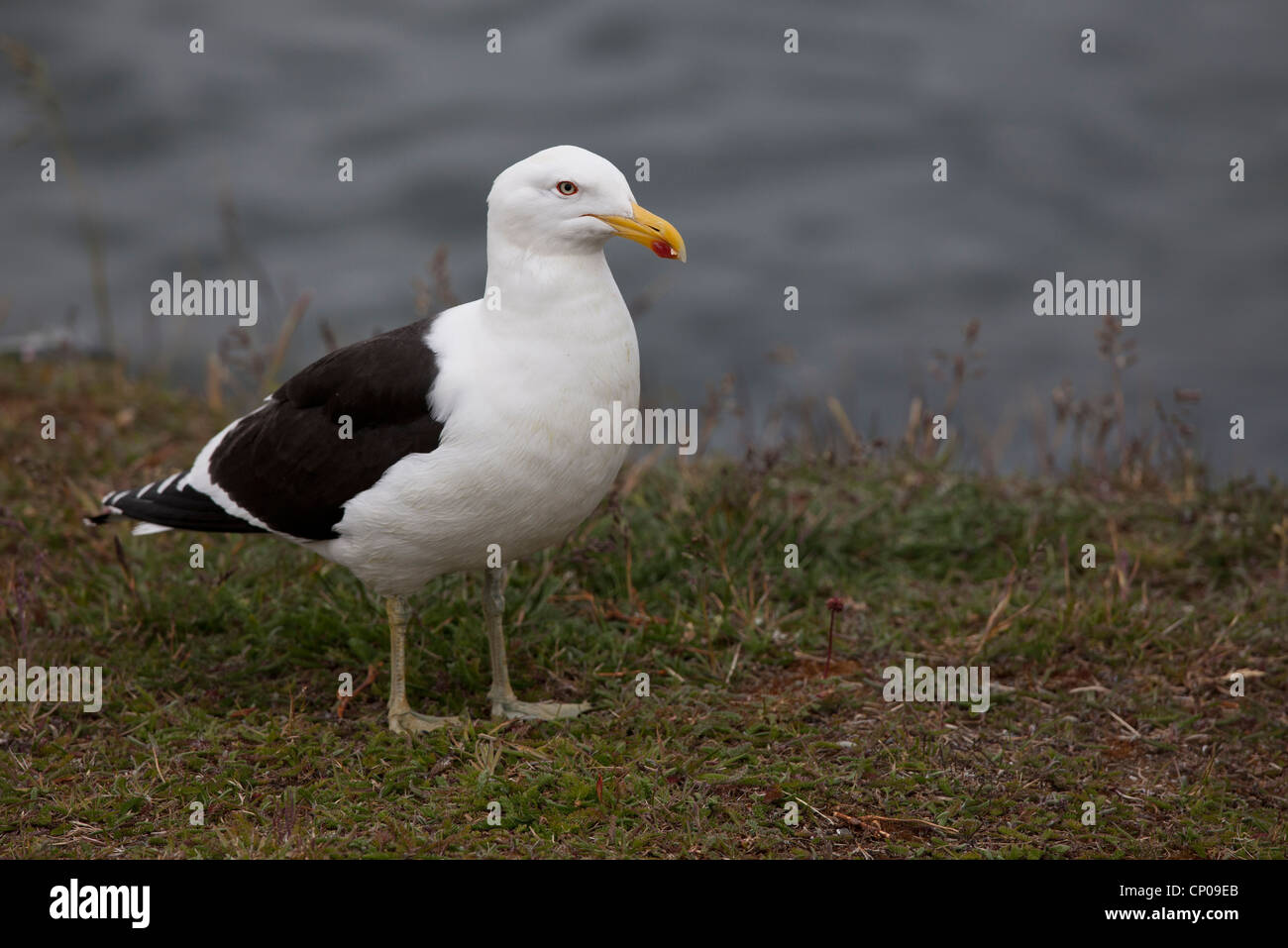 Kelp Gull (Larus Dominicanus Dominicanus) Erwachsenen Zucht Gefieder in Ushuaia, Feuerland, Argentinien. Stockfoto